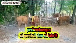 PERKEMBANGAN SI GEMBUL & SI JABRIK