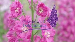 Dowdeswell's Delphiniums Tips for getting the best out of your first flowering