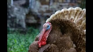 Turkey Gobbling 1 Hour Sound Effect, Turkey Noise