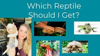 Which Reptile Should I Get Next?