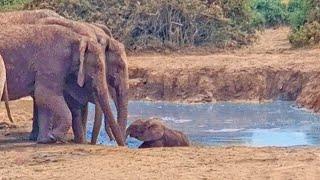 Entire Elephant Family Work Together to Save Baby Stuck in Mud