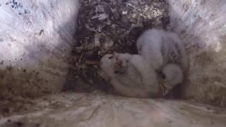 American Kestrel Nest Box Monitoring in the Sax-Zim Bog