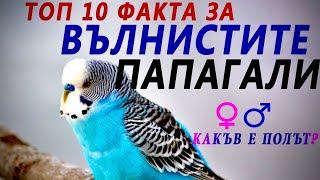 ТОП 10 факта за вълнистите папагали