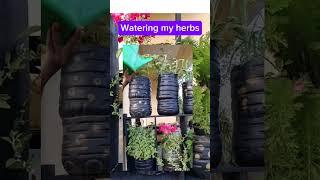 Watering a container garden #herbs #gardeningtipstricks #containergardening