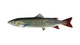 Таймень, или обыкновенный таймень – пресноводная рыба рода таймени семейства лососевых