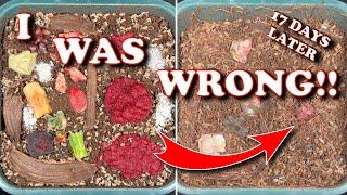 Blended vs Whole Food Scraps In A Worm Bin | Vermicompost Worm Farm
