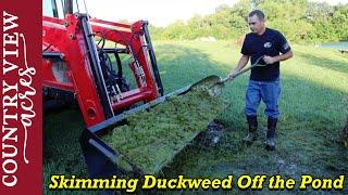 Collecting Duckweed off the Pond with a Homemade Pond Skimmer.  Will the Livestock eat the duckweed?