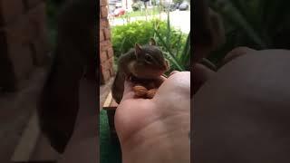 re-sharing a cute slow motion video of this chipmunk almost falling!  notice how he doesn't blink?!