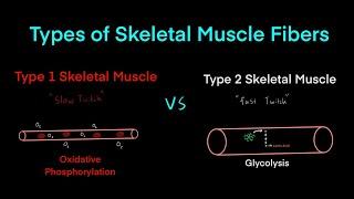 Type 1 “Slow Twitch” Muscle Fibers vs Type 2 “Fast Twitch” Muscle Fibers MCAT Biology & Biochemistry