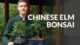 Chinese Elm Bonsai care (Ulmus)