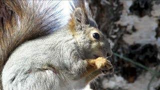 Белка кушает, съемка крупным планом, Squirrel eats close up