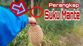 SUKU MANTE KENA PERANGKAP DURIAN TERTANGKAP WARGA #Sukumante