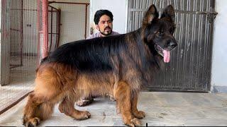 The world's biggest german shepherd Dog In Punjab - Hsn Entertainment
