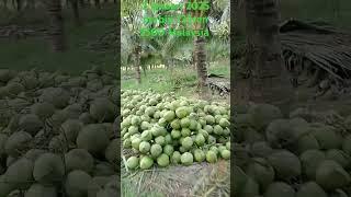 Kelapa muda pandan wangi Malaysia coconut pandan wangi viral amazing ️️️️️