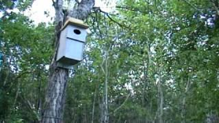 Bufflehead Chicks Leave the Nesting Box