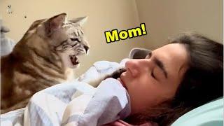 These Cats Speak English Better Than Hooman!  Funny Cats Videos