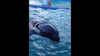 Save Lolita -