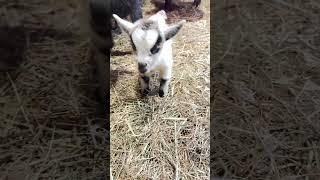 Comforts newborn Pygmy goat babies! ️ so adorable 