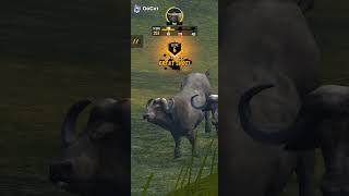 Bull hunter survival Android Gameplay #4