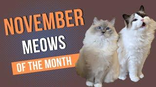 Meows of the Week Compilation - November 2024 (Episodes 101-104)