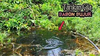 Hampir Menyerah Saat Adu Tarikan dengan Babon Bujuk || Mancing Liar