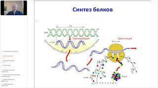 Белки, пептиды, цитокины и Трансфер факторы. Алексей Егоров 17.08.2024