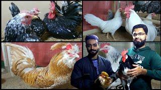 Fancy Hens Setup bantam Silkies Polish Hens imported Hens Breeding Setup