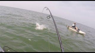 Cobia - The Most Challenging Fish Ive Caught in the Kayak.