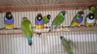 Lady Gouldian Finch Ready to Breed #gouldianfinch