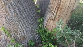 How to grow Tangerine Beauty Cross Vine