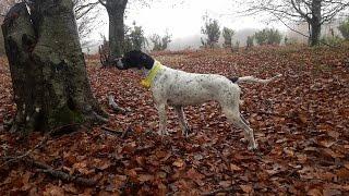 Caccia con il Pointer Inglese