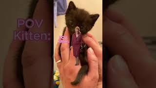 We found a Black Cat Kitten for Halloween Surprise Surprise But NOW- - -