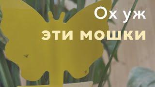 №98. Мошки на растениях. Как избавиться? Почему проверенные методы не работают?