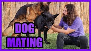 DOGS MATING - DOGS REPRODUCTIVE