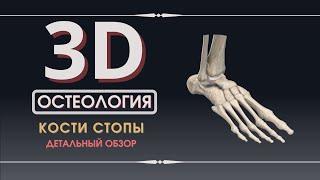 3D Анатомия Стопы - Остеология