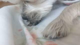 aggressive paw licking ASMR