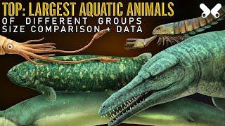 TOP Largest Aquatic Animals . Size comparison. The so called ¨Sea Monsters¨