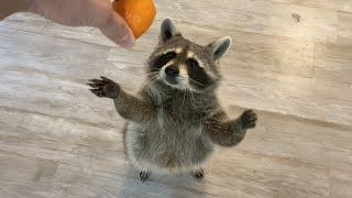 What Happens When you Give a Raccoon an Orange?