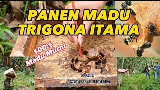 PANEN MADU MURNIMADU TRIGONA ITAMA