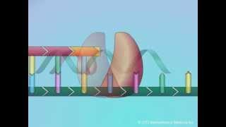 Mechanisms of Action of Nucleoside Reverse Transcriptase Inhibitors (NRTIs)