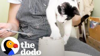 This Cat's Pottery Is Sold Out | The Dodo