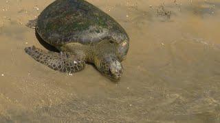 Gigi the sea turtle returns to San Diego Bay after rehab at SeaWorld