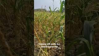 Tanaman jagung tua#shorts #jagung #panenjagung #jagungmuda #petanimuda