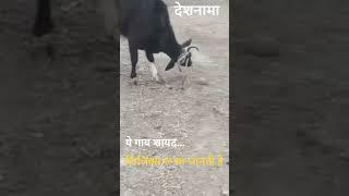 This cow perhaps knows Physics | ये गाय फिजिक्स जानती है | Hilarious | Funny | Humor #Viral #shorts