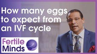 How Many Eggs Should We Expect From An IVF Cycle? - Fertile Minds