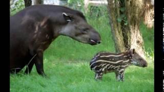 Tapirus terrestris