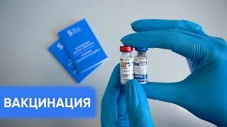 Вакцинация домашних животных - полный гайд для владельцев