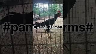 #Pandu farms#vizianagaram # kagar patta # pattida# plz subscribe my chanal