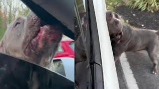 Pit Bull Bites and Tears Apart Maryland Woman’s Tesla