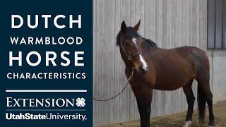 Dutch Warmblood Horse Characteristics